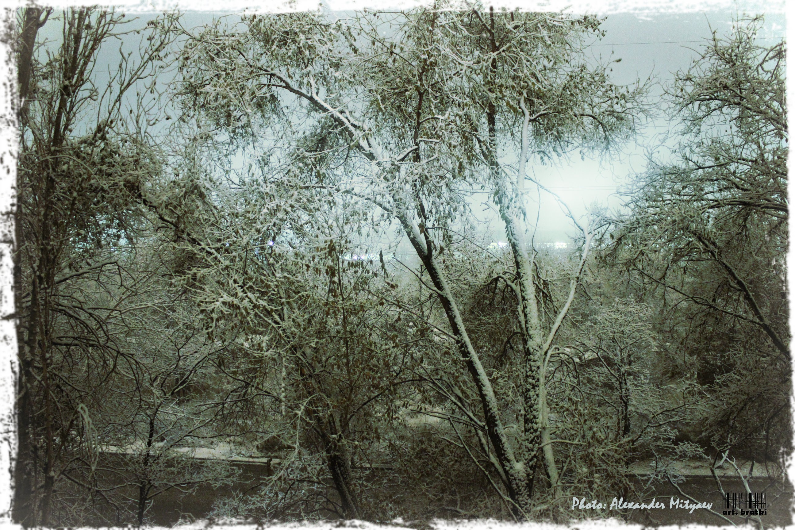 art.bratki